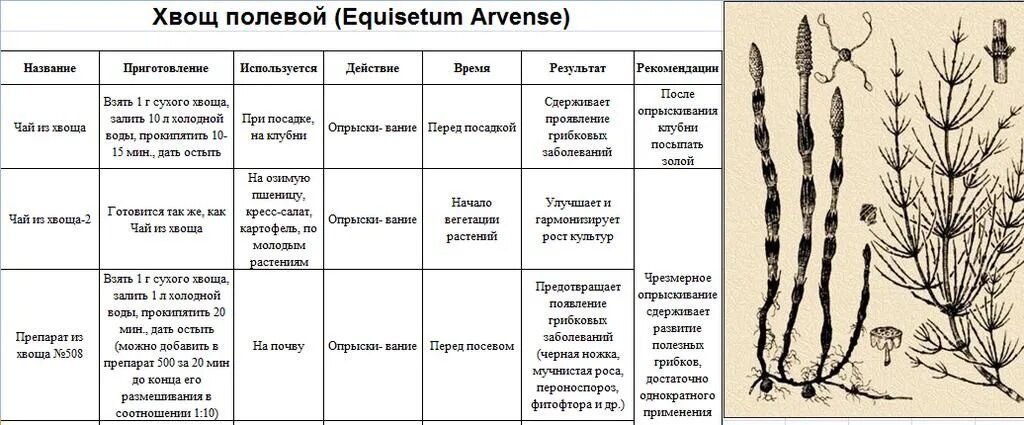 Три признака хвощей. Отличительные признаки видов хвоща. Классификация хвоща полевого биология. Отличительные признаки различных видов хвоща. Хвощ полевой морфологическое описание.