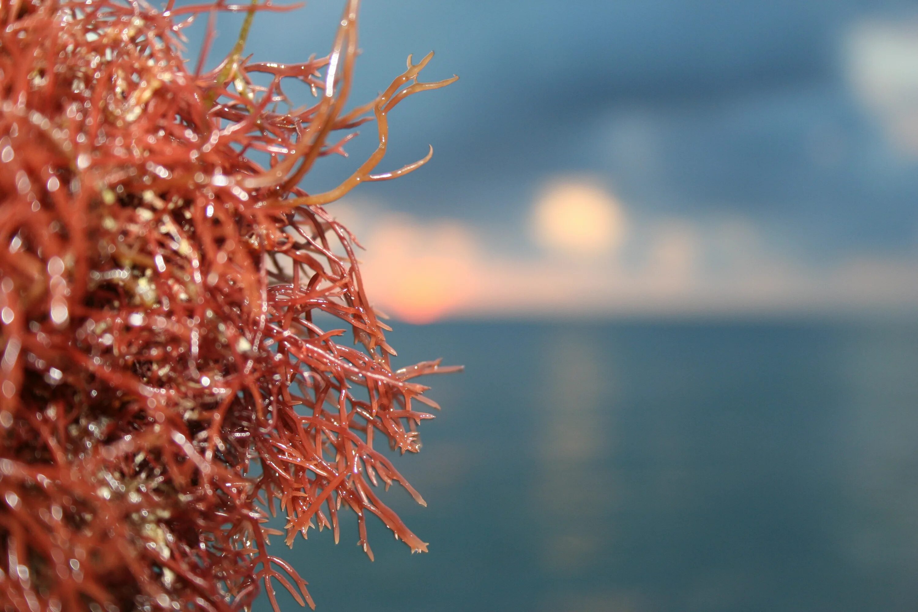 Морские растения. Морские водоросли. Водоросли Макросъемка. Красные водоросли.