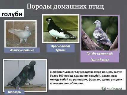 Разновидности голубых