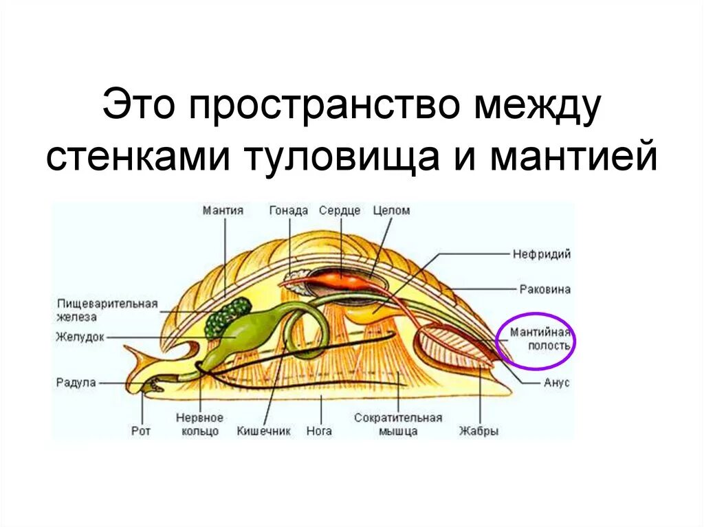 Строение мантийной полости моллюска. Брюхоногие моллюски мантия. Полость тела моллюсков:полость тела моллюсков. Моллюски мантия и мантийная полость. Тело моллюска имеет мантию