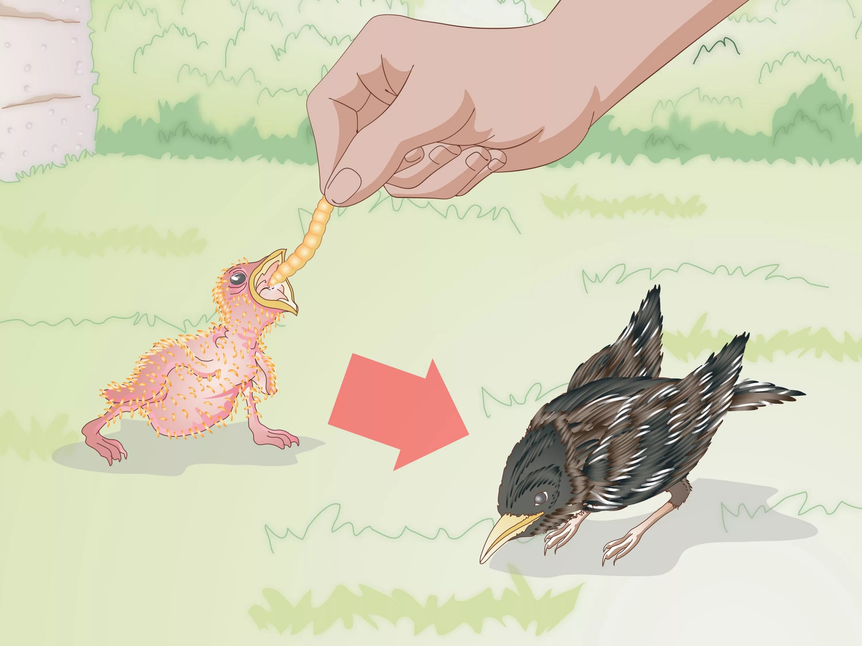 Cock feeding