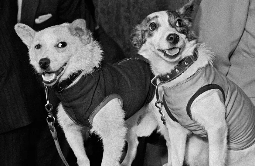 Собаки которые полетели в космос. Белка и стрелка королев. белка и стрелка в космосе. портрет белки и стрелки. белка которая летала в космос.