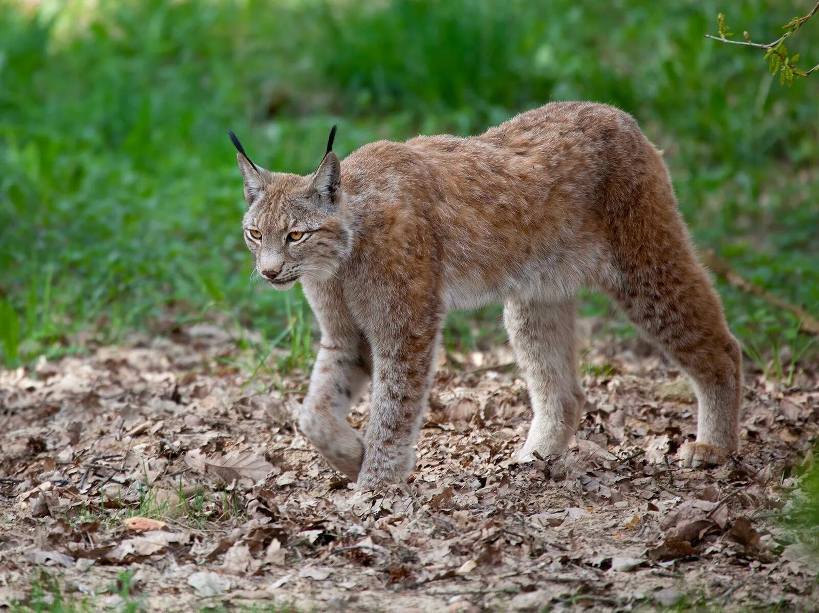 Рысь в беласовке. Рысь Тигирекский заповедник. Lynx Lynx isabellinus. Обыкновенная Рысь. Беловежская пуща Рысь.