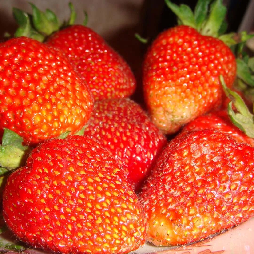 сорт качество. черешня сорт ревна. сорт качество. вишня дичка. яблоня бессемянка мичуринская.