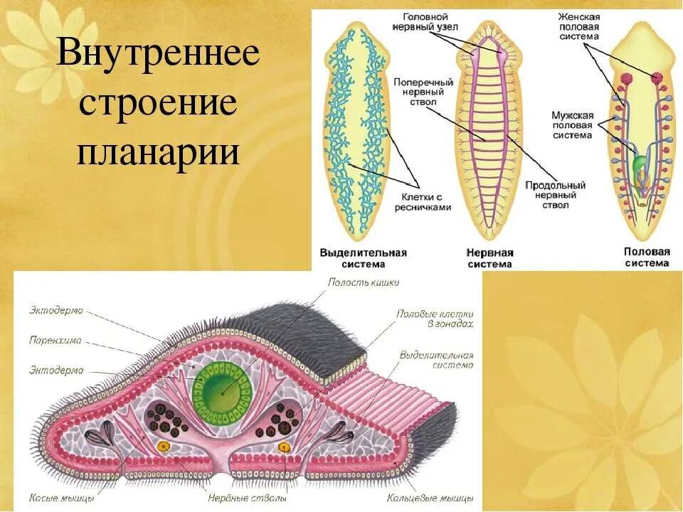 Развитие систем органов у червей. Протонефридии у планарии. Системы органов планарии. Молочная планария строение. Тип плоские черви строение планарии.