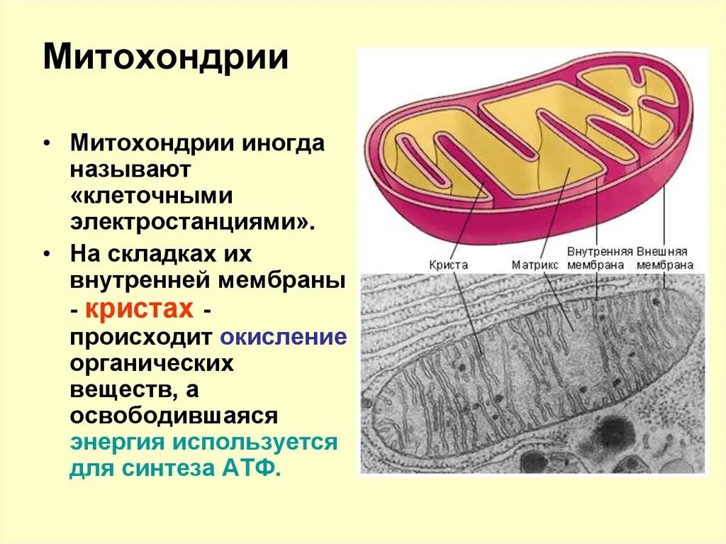 Животные митохондрии