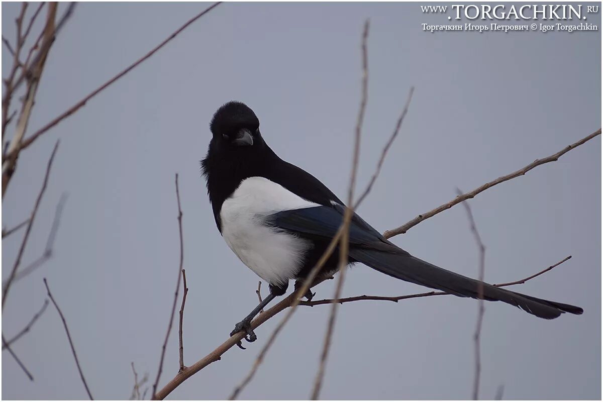 Край сорок. Сорока сибирская. Европейская сорока. Край сорок. Зимующие птицы курска.