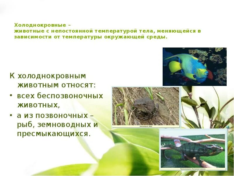 Обменные процессы у пресмыкающихся. Рептилии это животные с непостоянной температурой тела. Терморегуляция рептилий. Пресмыкающиеся питание. Кто такие пресмыкающиеся презентация.