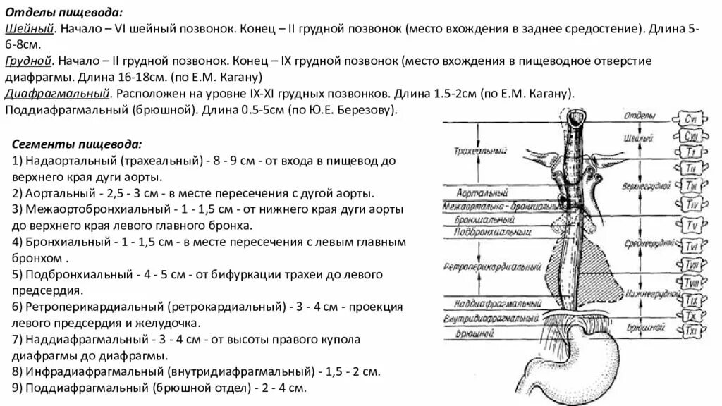 Площадь поперечного сечения аорты