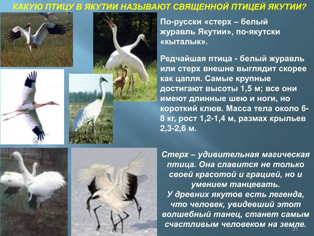 Как называется белый журавль. Белый журавль – стерх якутии. белый журавль стерх красная книга. кыталык стерх. стерх священная птица якутии.