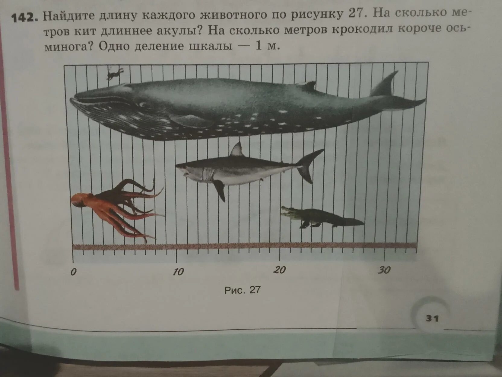 Найдите длину каждого животного по рисунку 27. Найдите длину каждого животного по рисунку. 142 найдите длину каждого животного.... найди длину каждого животного по рисунку 27. найдите длину каждого животного по рисунку 27 на сколько.