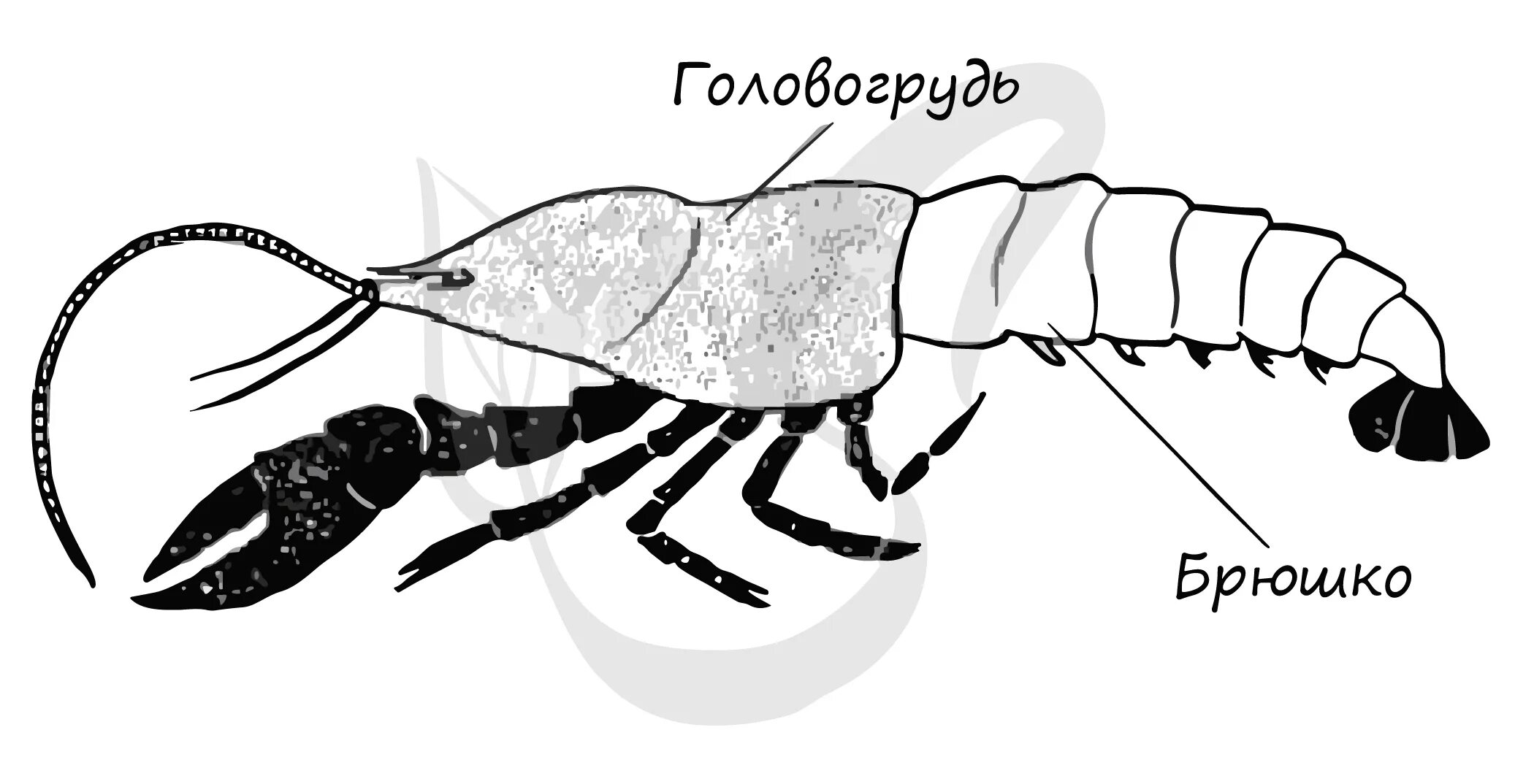 Усики речного рака. Внешнее строение ракообразных. Ракообразные головогрудь и брюшко. Конечности ракообразных. Разделение тела у ракообразных.