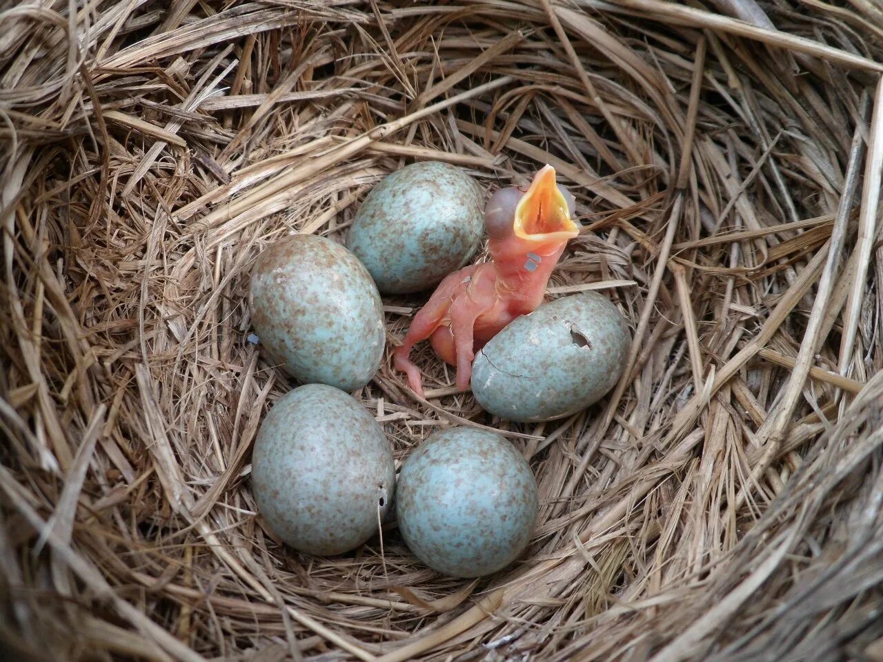Яйца скворцов фото. Яйца дрозда рябинника. Дрозд рябинник яйца и гнездо. Голубые яйца дрозда. Яйца певчего дрозда.