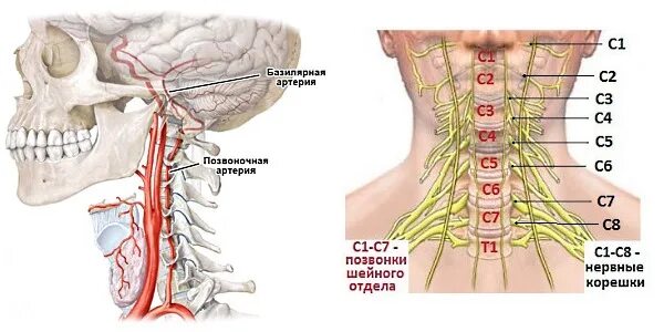 Защемило правую сторону шеи что делать. Нервы шейного отдела позвоночника. Нервы в шейном отделе позвоночника. Нерв в шейном отделе позвоночника. Нервные окончания в шейном отделе позвоночника.