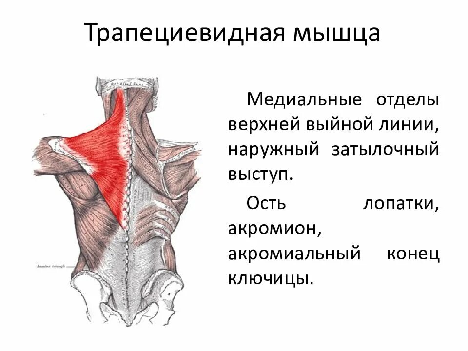 Трапециевидная функция. Функции средней части трапециевидной мышцы. Трапециевидная мышца верхняя часть функции. Функция трапециевидной мышцы туловища. Трапециевидная мышца начало и прикрепление.