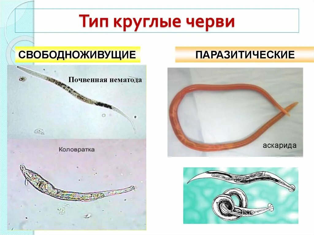 Свободноживущие круглые черви представители. Круглые черви нематоды паразиты. Паразитические черви Тип круглые черви. Круглые черви аскарида человеческая. Перечислите круглых червей