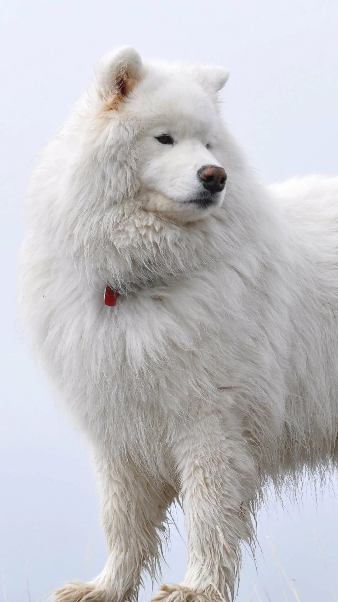 Большая белая собака. Порода самоед. Арктический самоед. Самоед белый. Королевский самоед.