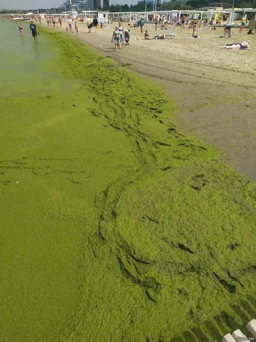 Водоросли в анапе. Цветение моря в Анапе. Джемете море цветет. Море Анапа Джемете водоросли. Цветение водорослей в Анапе 2022.