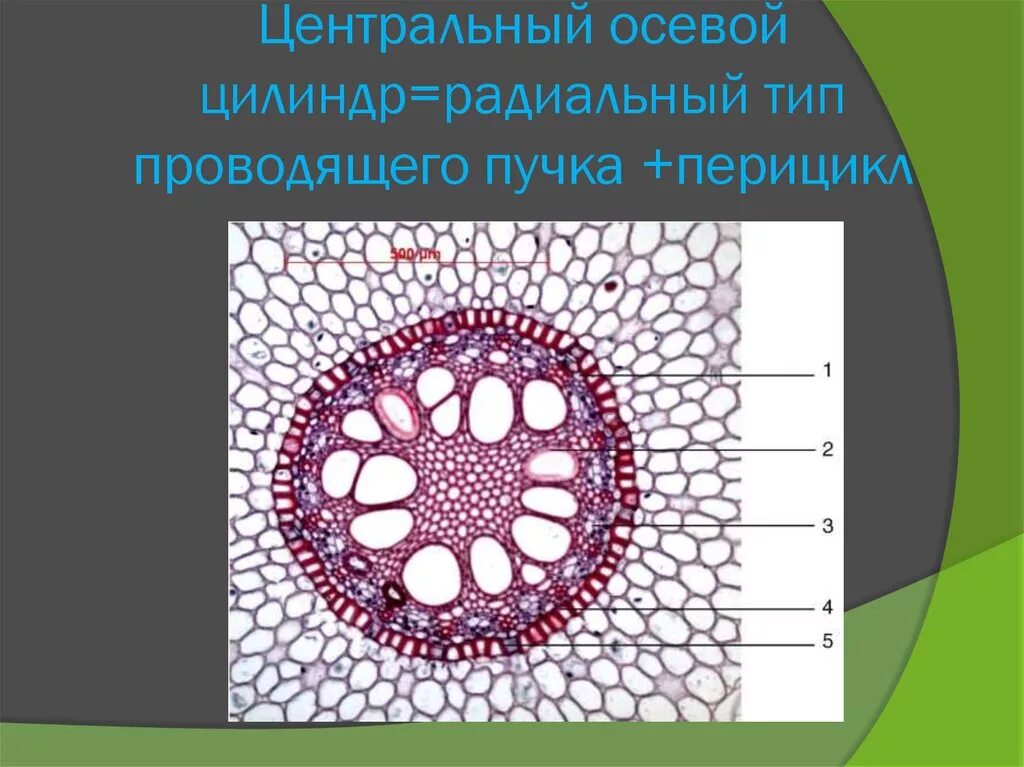 Центральный цилиндр корня. Строение стебля однодольных. Перицикл стебля. Центральный осевой цилиндр. Радиальный проводящий пучок корня ириса.