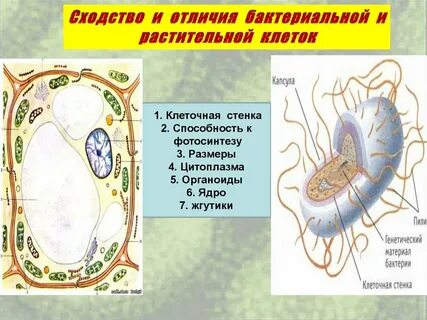 Клетка бактерии имеет клеточную стенку