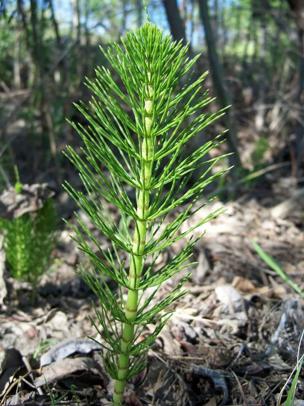 Хвощи хвойные. Хвощ полевой. Хвощ полевой (Equisetum arvense). Equisetum telmateia. Стебель хвоща полевого.