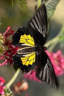 De papillon
