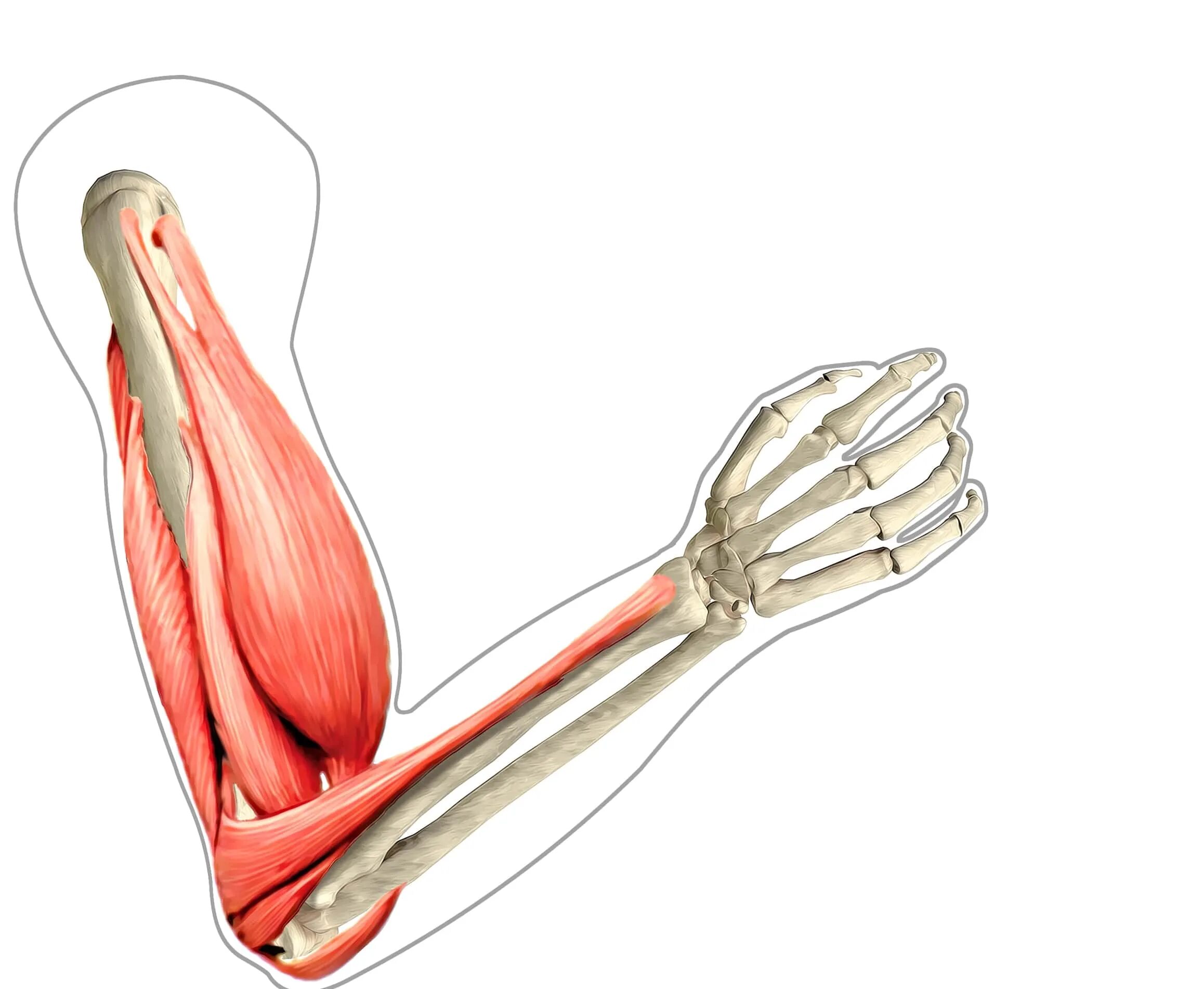 Сокращается мышца в локте. Брахиалис. m brachialis. brachialis мышца. musculus biceps.
