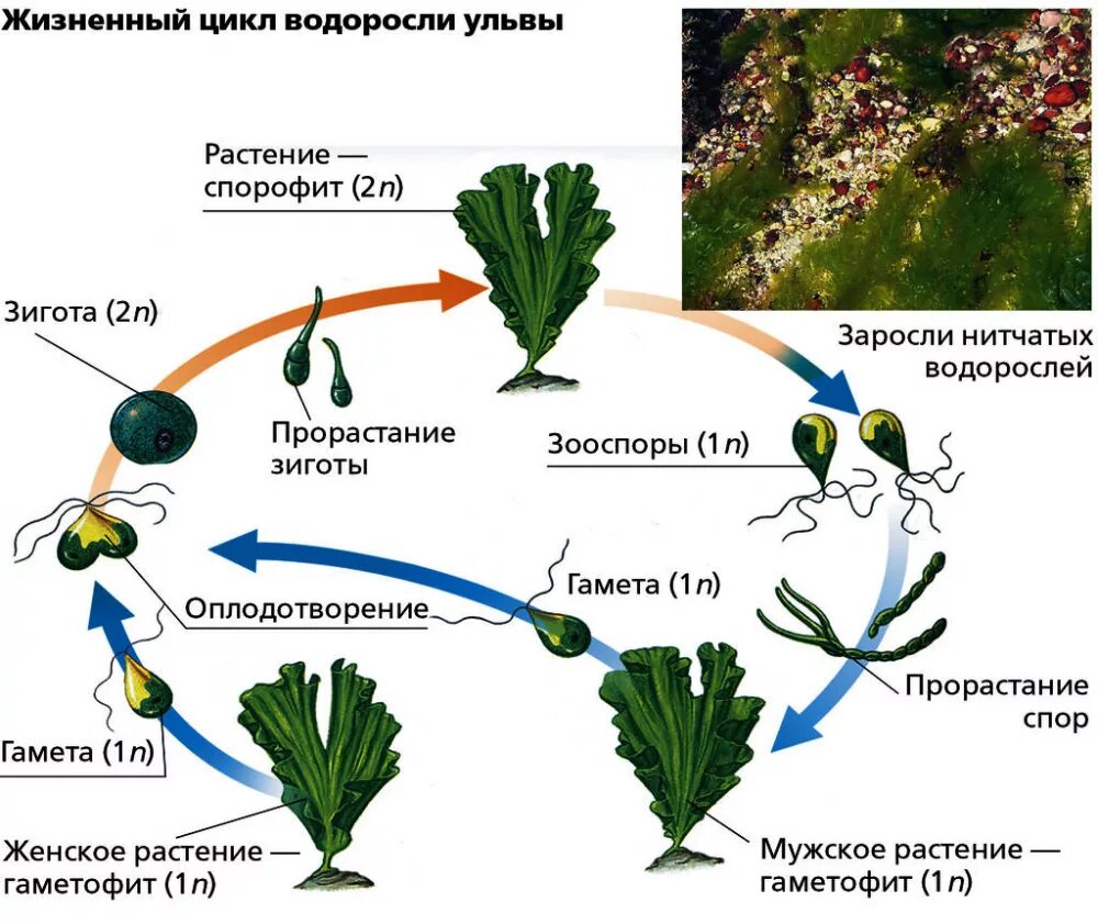 Жизненная стадия водорослей