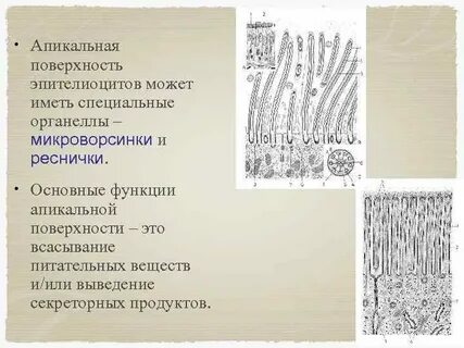 Эпителий с микроворсинками называется