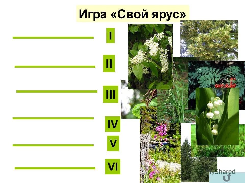 Растительное сообщество сад