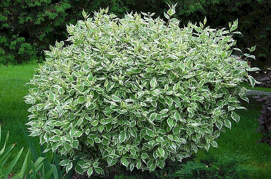 Дерен белый Элегантиссима. Дерен белый Cornus Alba Argenteomarginata. Дерен белый elegantissima (Cornus Alba elegantissima). Дёрен белый Argenteomarginata. Дерен белый описание кустарника