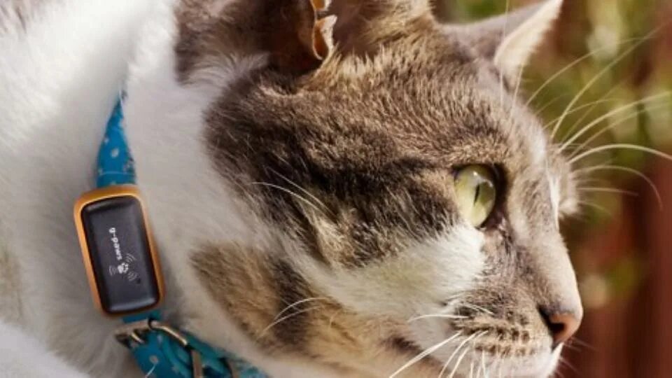 Ошейник с gps трекером. Жпс маячок для животных. Электронный ошейник gps трекер для собак. Gps маячок для животных. Gps трекер для кошек.