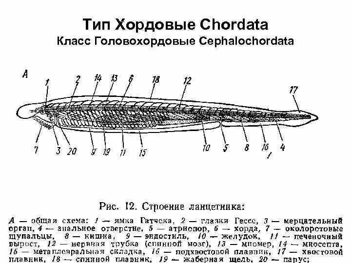 Общее строение хордовых животных. Головохордовые строение. схема внутреннего строения ланцетника рис 108. ланцетник строение. головохордовые внутреннее строение.