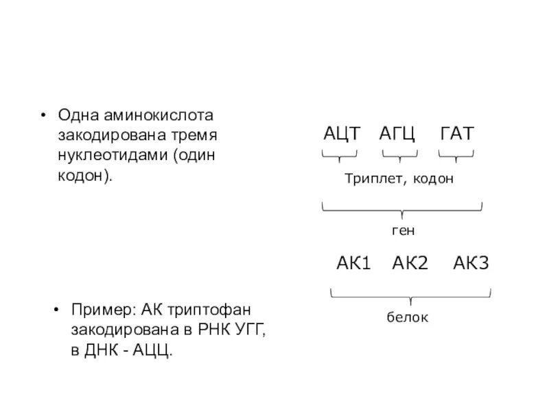 1 аминокислота кодируется 1 триплетом. 1 аминокислота кодирует 3 нуклеотида. одна аминокислота кодируется тремя нуклеотидами. три нуклеотида кодируют одну аминокислоту. один кодон одна аминокислота это.