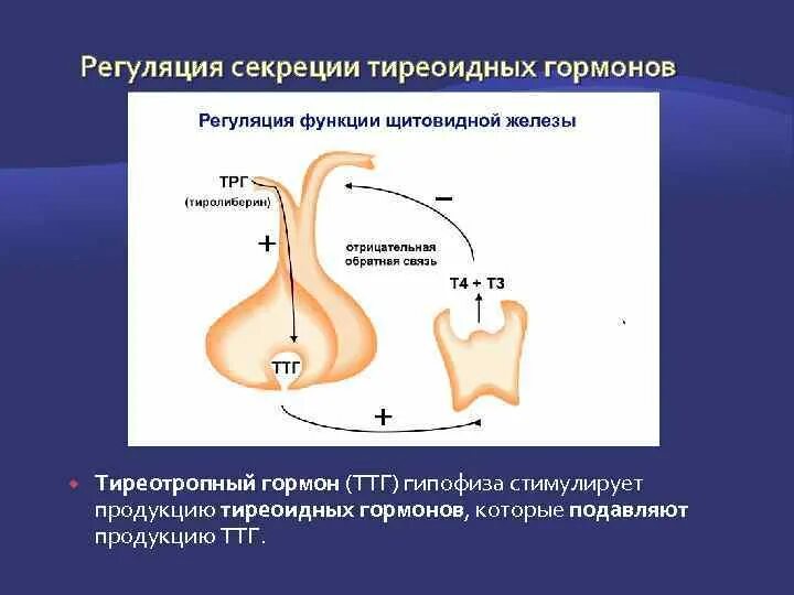 Регуляция синтеза и секреции гормонов щитовидной железы. Механизм регуляции секреции тиреоидных гормонов. Регуляция гормонов щитовидной железы схема. Механизм регуляции синтеза гормонов щитовидной железы. Секретирует тиреотропный гормон