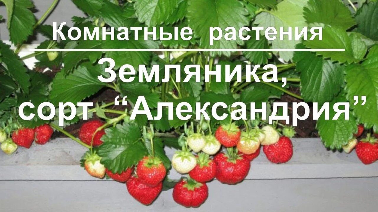 Ремонтантная земляника дома. Земляника в горшке. Земляника ананасная ампельная. Ремонтантная земляника дома. Мелкоплодная земляника в горшках.