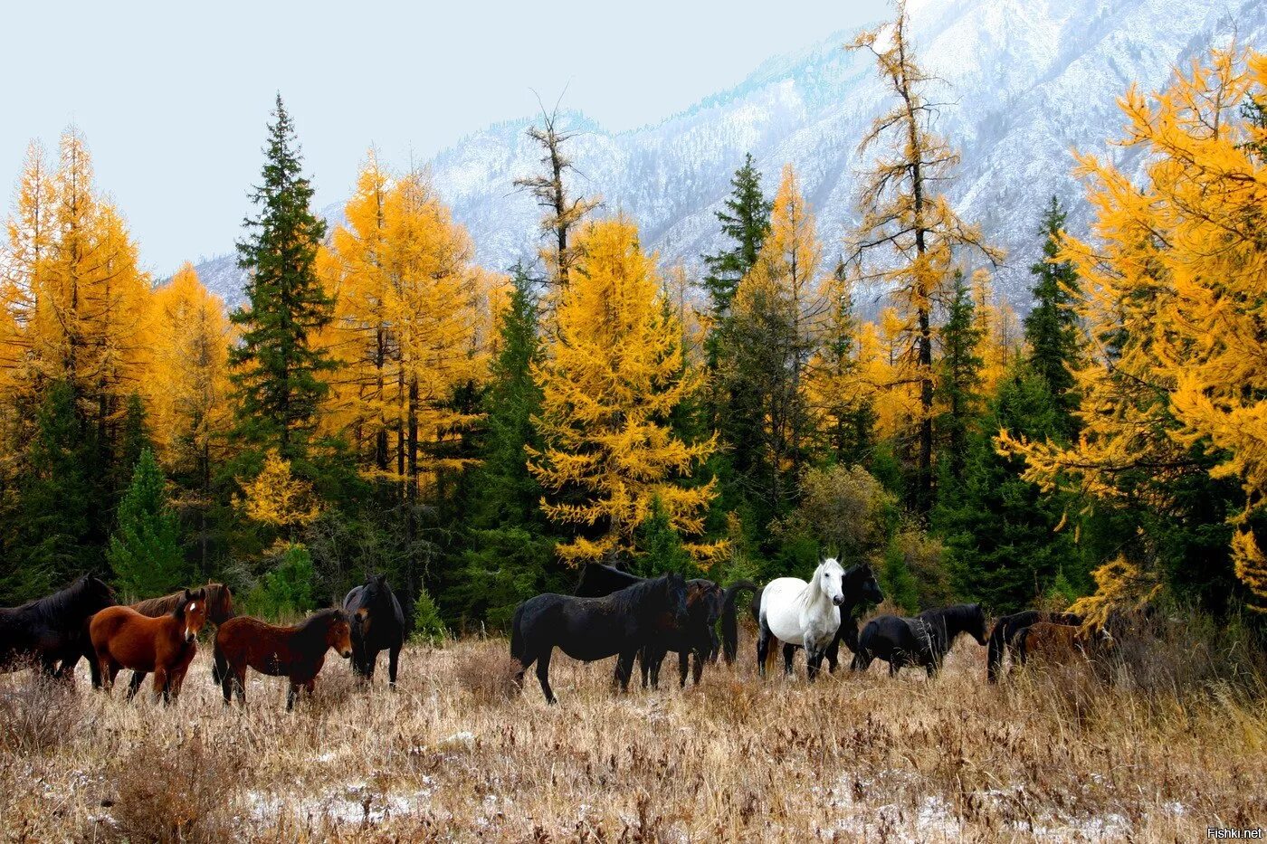 Разнообразие природы республики бурятия. Республика бурятия природа закменскийрайон. Мыс лударь на байкале. Разнообразие природы родного края бурятии. Джергинский река баргузин.