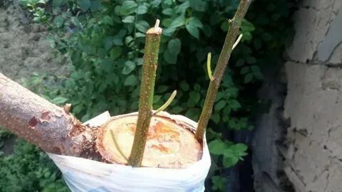Прививка груши весной сроки в средней полосе