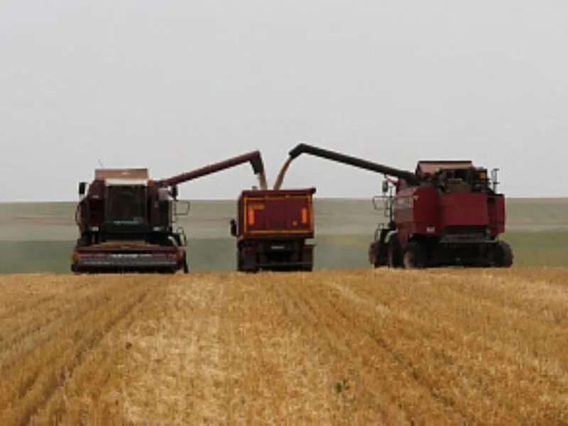 Алтайское зерно. Лом ядра подсолнечника. Уборка зерновых волоколамский район. Алтайское зерно. Аграрный комплекс алтайского края.