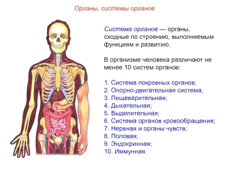 Органы человека и их функции. Системы органов. Взаимосвязь систем органов. Системы органов в организме человека. Взаимосвязь систем органов человека.