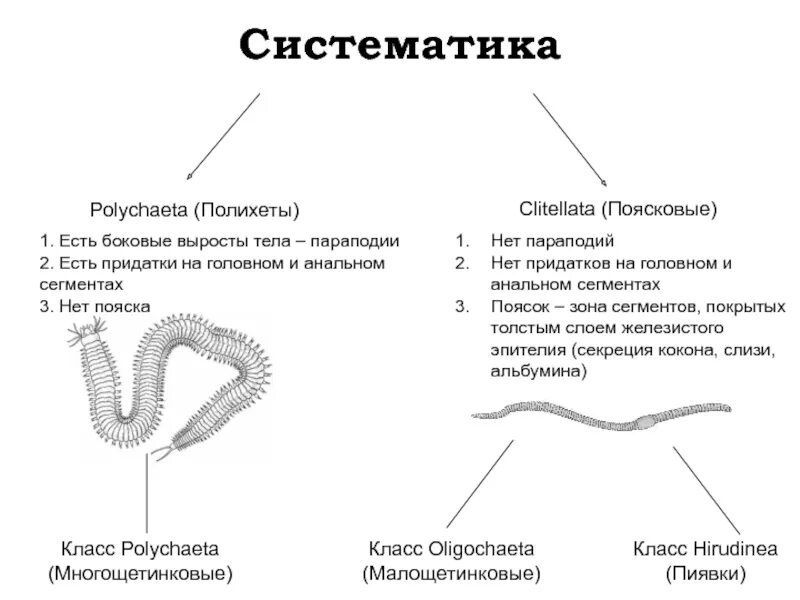 Сегментированные черви. Многощетинковые черви размножение. Размножение полихет. Систематика многощетинковых червей.