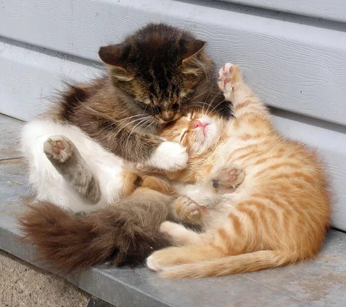 Кошка мама играть. Два котенка на солнышке. Котёнок и солнышко. Два котенка. Кот на солнышке.