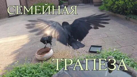Ворон план