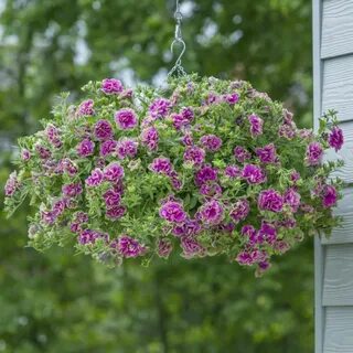 7 петунию