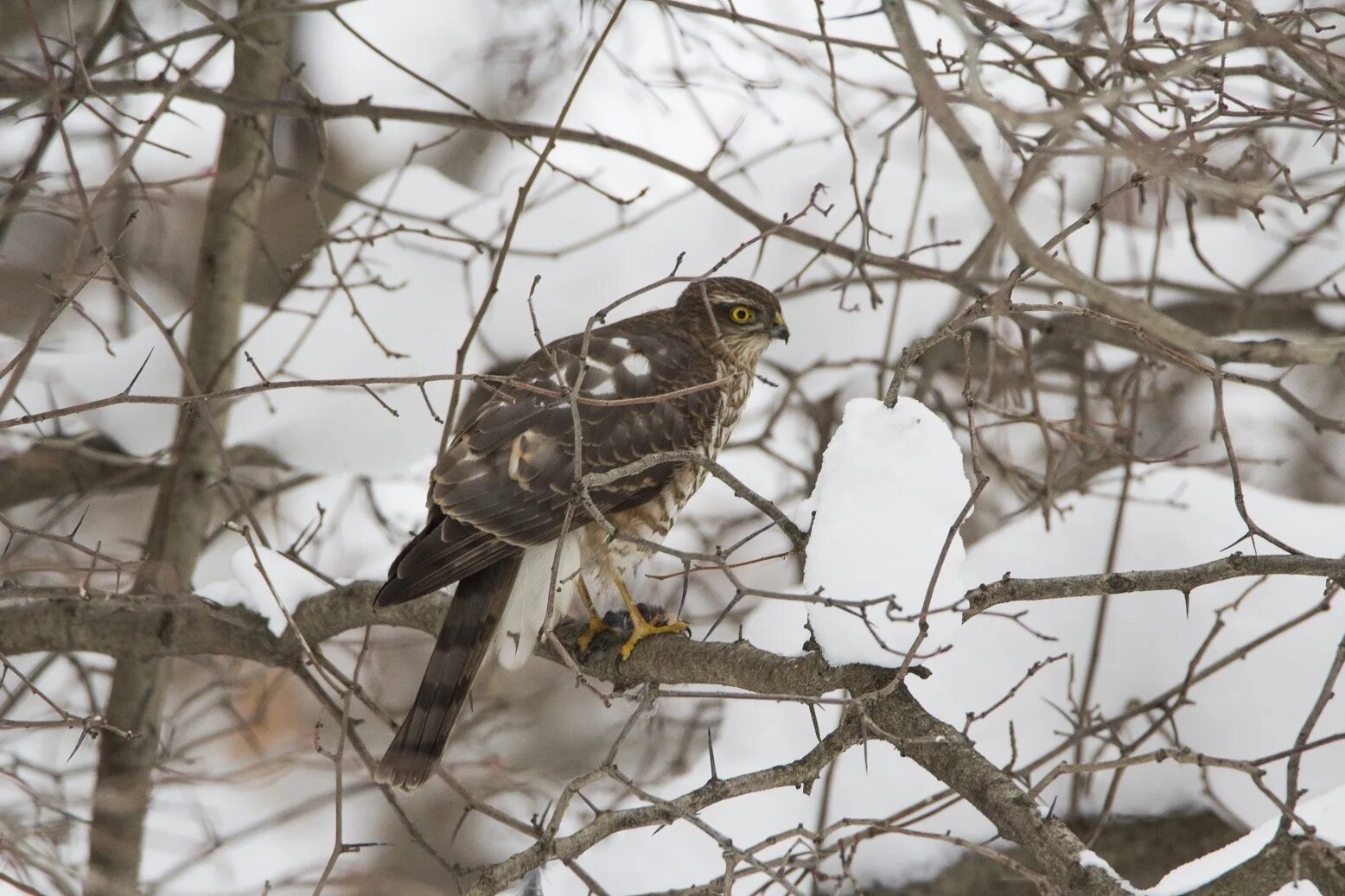животные и птицы москвы. пестрые птицы в москве. птицы подмосковья. птицы подмосковья - зяблик, дрозд. птицы подмосковья скворец.