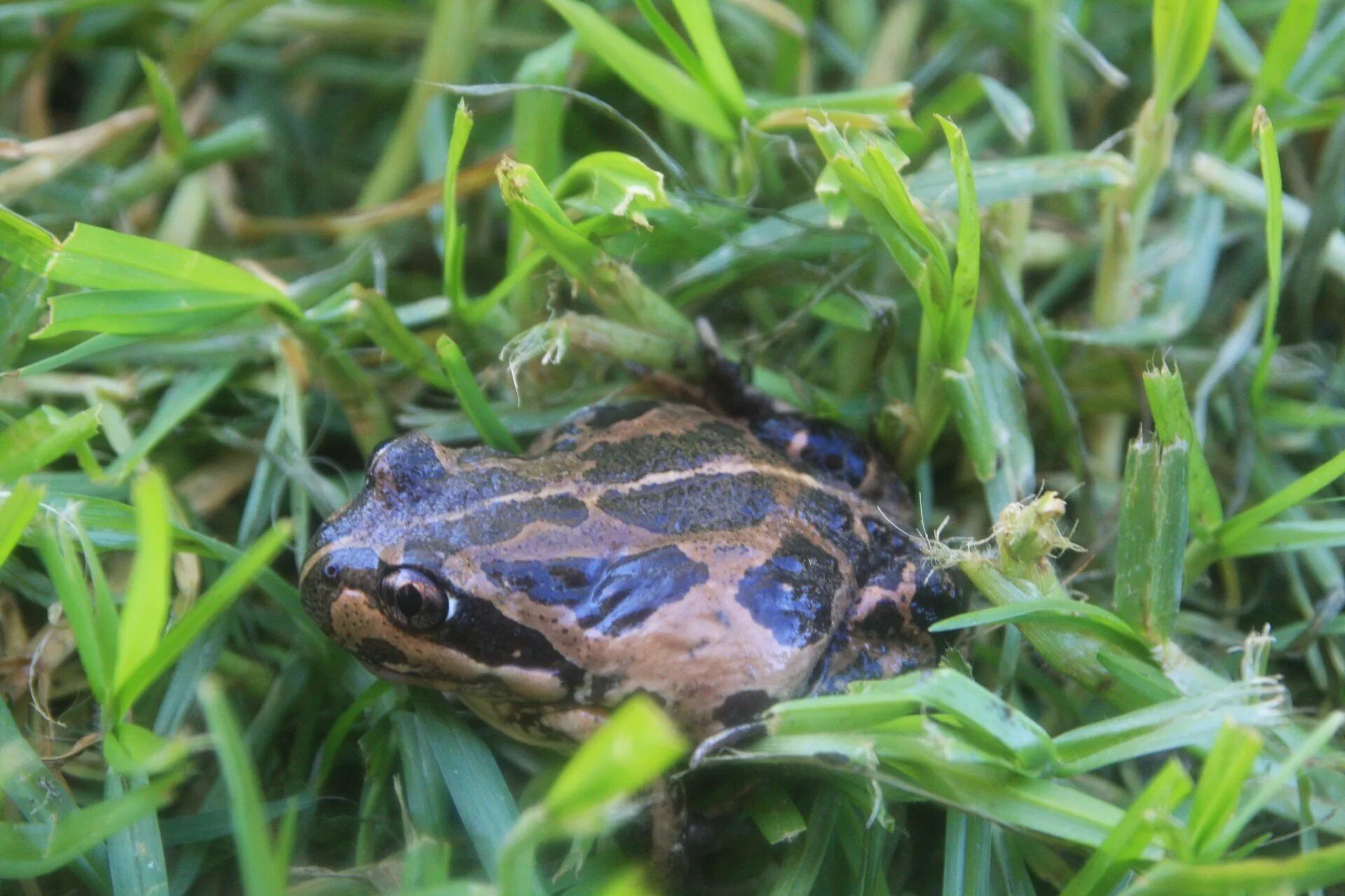 Как избавиться от лягушек на участке. Пятнистая жаба в огороде. Травяная лягушка. Лягушка в огороде. Дождевая лягушка.
