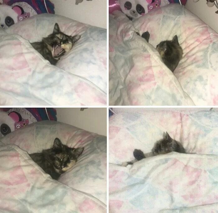 Котенок в постели. Кот в кровати под одеялом. Кот спит под одеялом. Котенок под одеялом