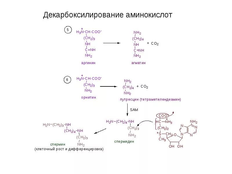 Декарбоксилирование аминокислот биохимия схема. Декарбоксилирование аргинина реакция. Схемы реакций декарбоксилирования аминокислот. Декарбоксилирование аминокислот схема. Декарбоксилирование аминокислот реакция