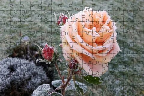 Cold rose