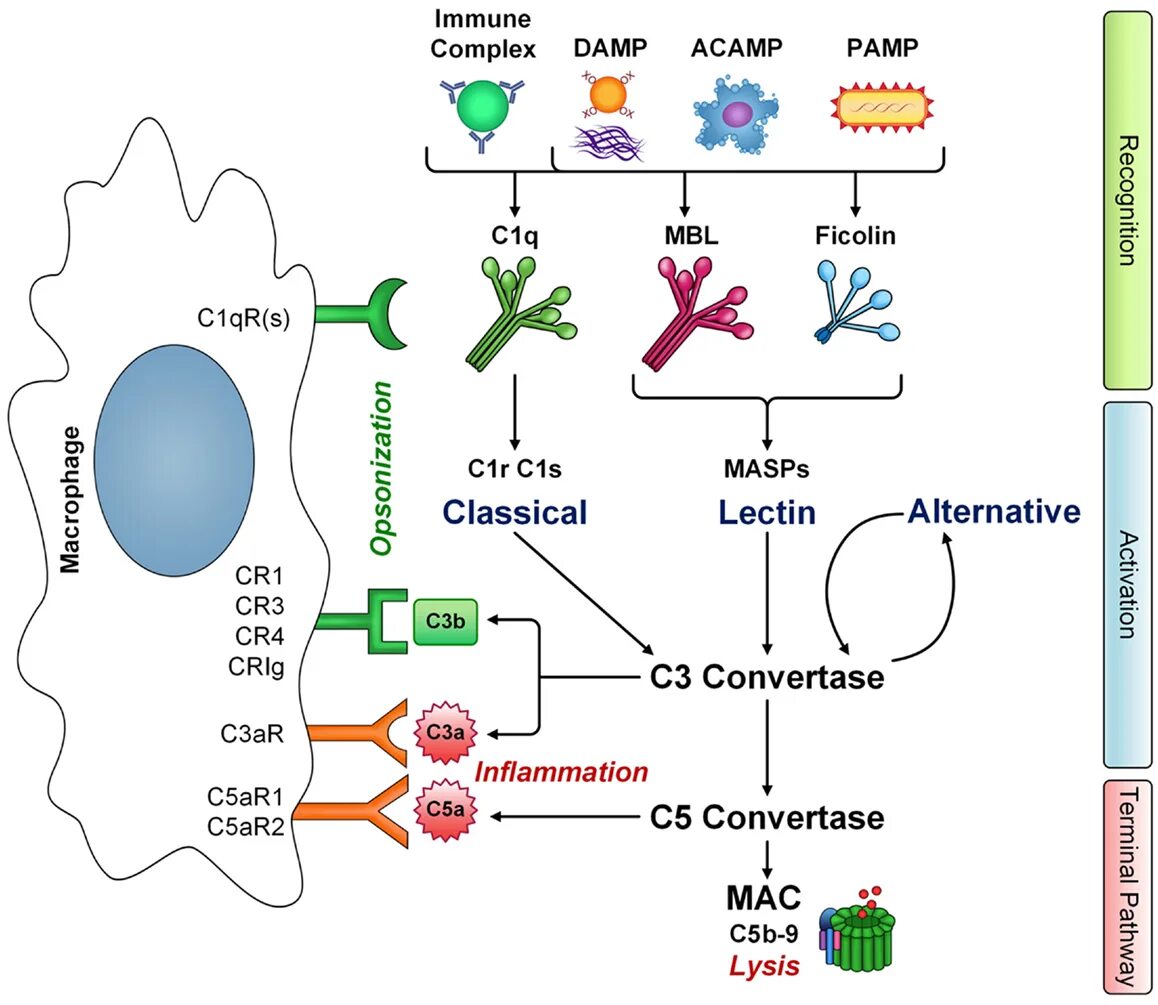 Комплемент c. Рецепторы компонентов комплемента. Cr1 Рецептор. Рецепторы комплемента (CR). Рецепторы к компонентам комплемента.